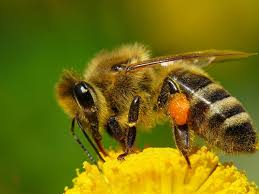 Талисман пчела