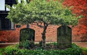 Размышление на кладбище - стихи